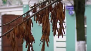 Первый снег и морозы на подходе: как Тверь готовится к зиме