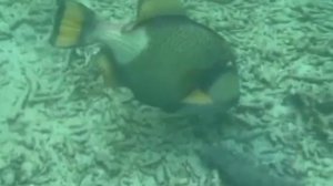 РЫБА КРАСИВАЯ. МОРЕ ОКЕАН РЕКА