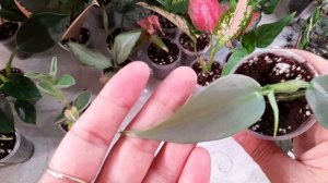 Излишки растений на 11.11.25#комнатные растения ☘️☘️☘️