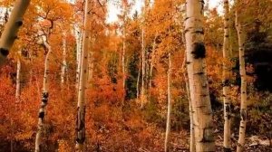 Рыжая красавица (автор Лукин А.)