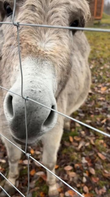 Откройте мир добрых ощущений на эко-ферме «Тишь да Крышь»! смотреть онлайн