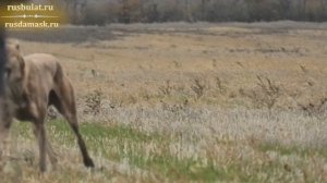 Охота на зайца с борзыми породы Грейхаунд на юге России