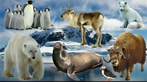 Арктические животные. Их звуки и интересные моменты