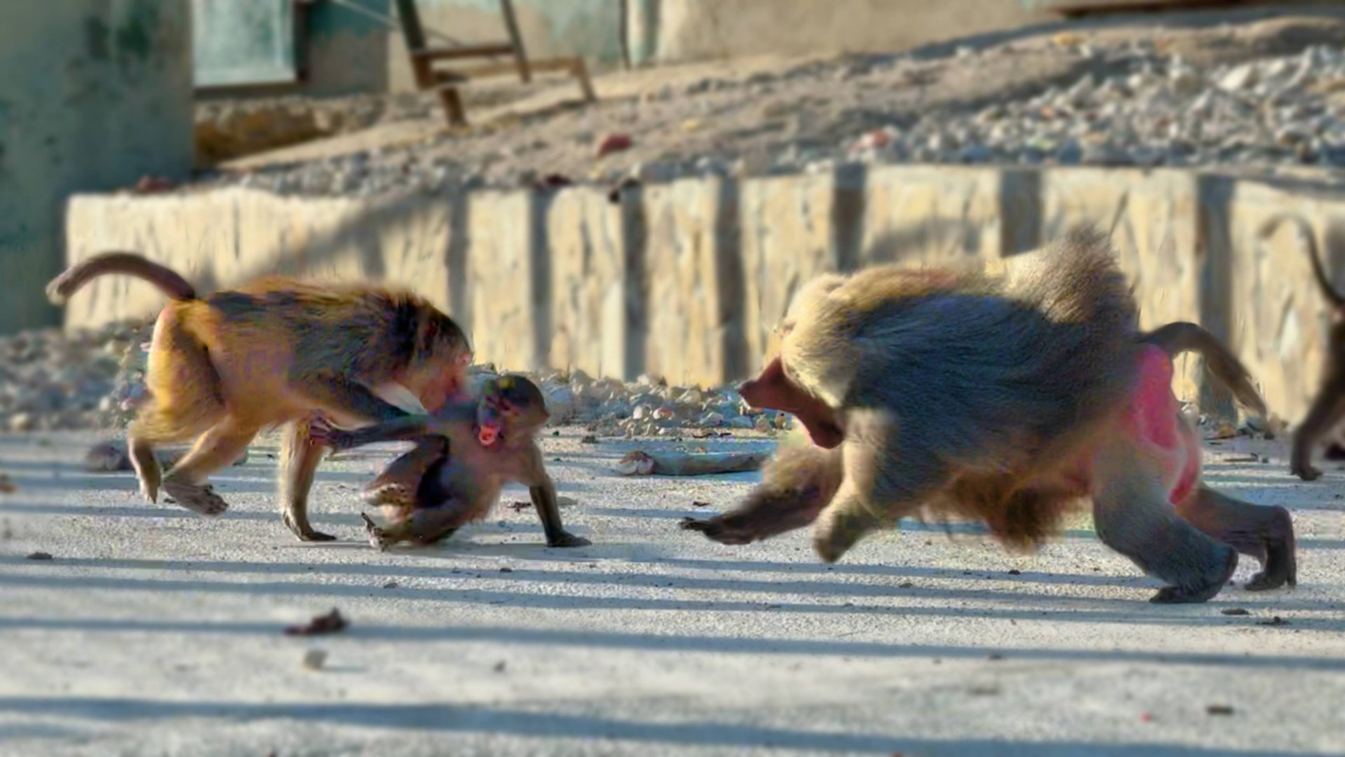 Самки Деда кидаются даже на детей Педро! Педро защищает их, как может, но... семья Педро в изгоях!