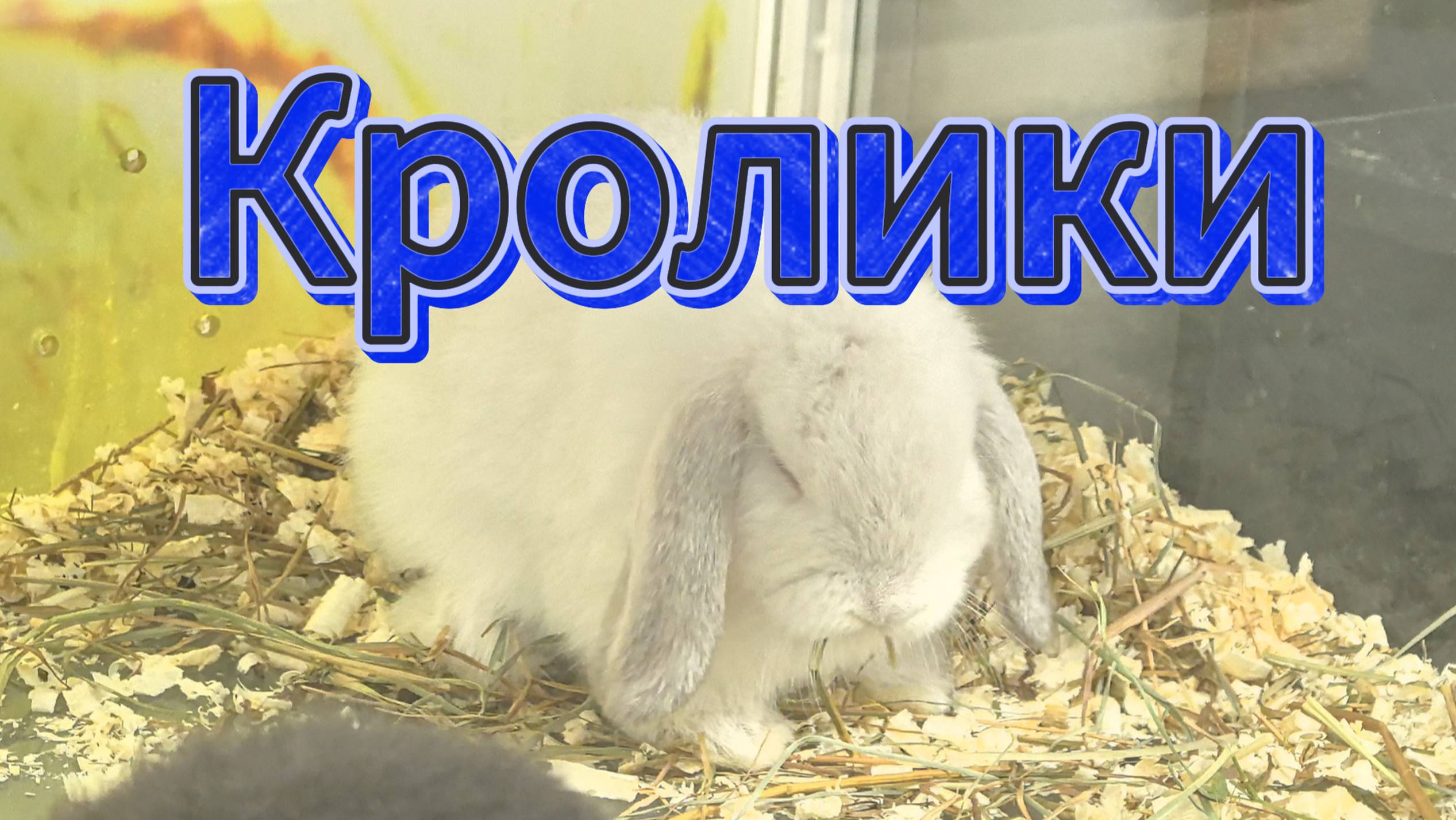 Пушистый саундтрек: встреча с кроликами смотреть онлайн