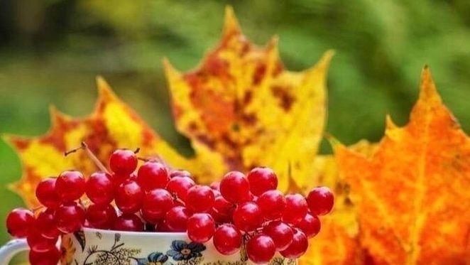 ЦВЕТОТЕРАПИЯ В ВЯЗАНИИ💥✨🔥 смотреть онлайн