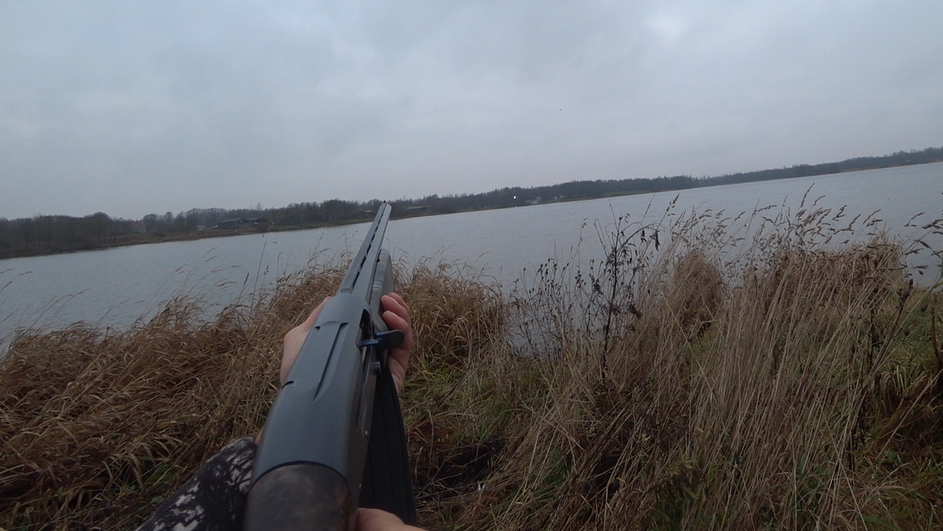 Вечерний выход по утка. Охота в Ленинградской области сезон 2025-2026 ,30.10.2025