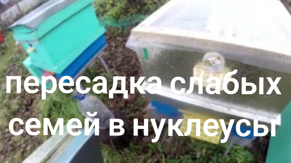 Пересаживаю слабые семья, в нуклеусы.