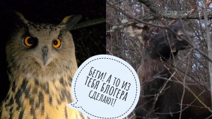 На повестке Лось Степан: познакомились лично. У совы Ёлки пропал дар речи от возмущения лосём