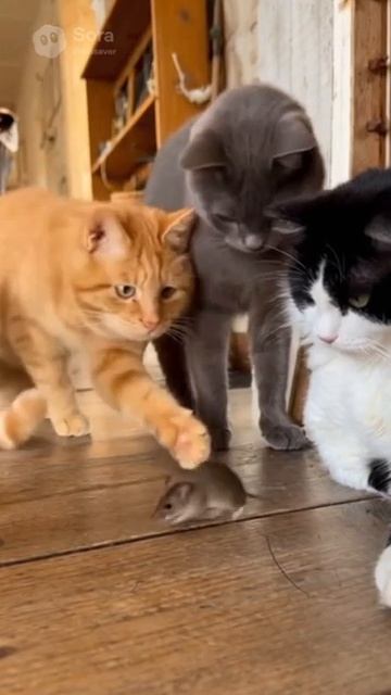 Мышь #ии #cat #comedy #ai #joke #мем #fun #юмор #прикол #memes #sora #animals #кот #memes