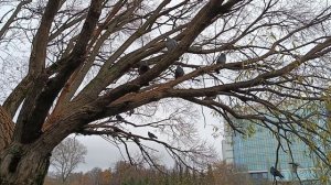 КИРОВ. НОЯБРЬСКОЕ УТРО НА ПРУДУ У ЦИРКА