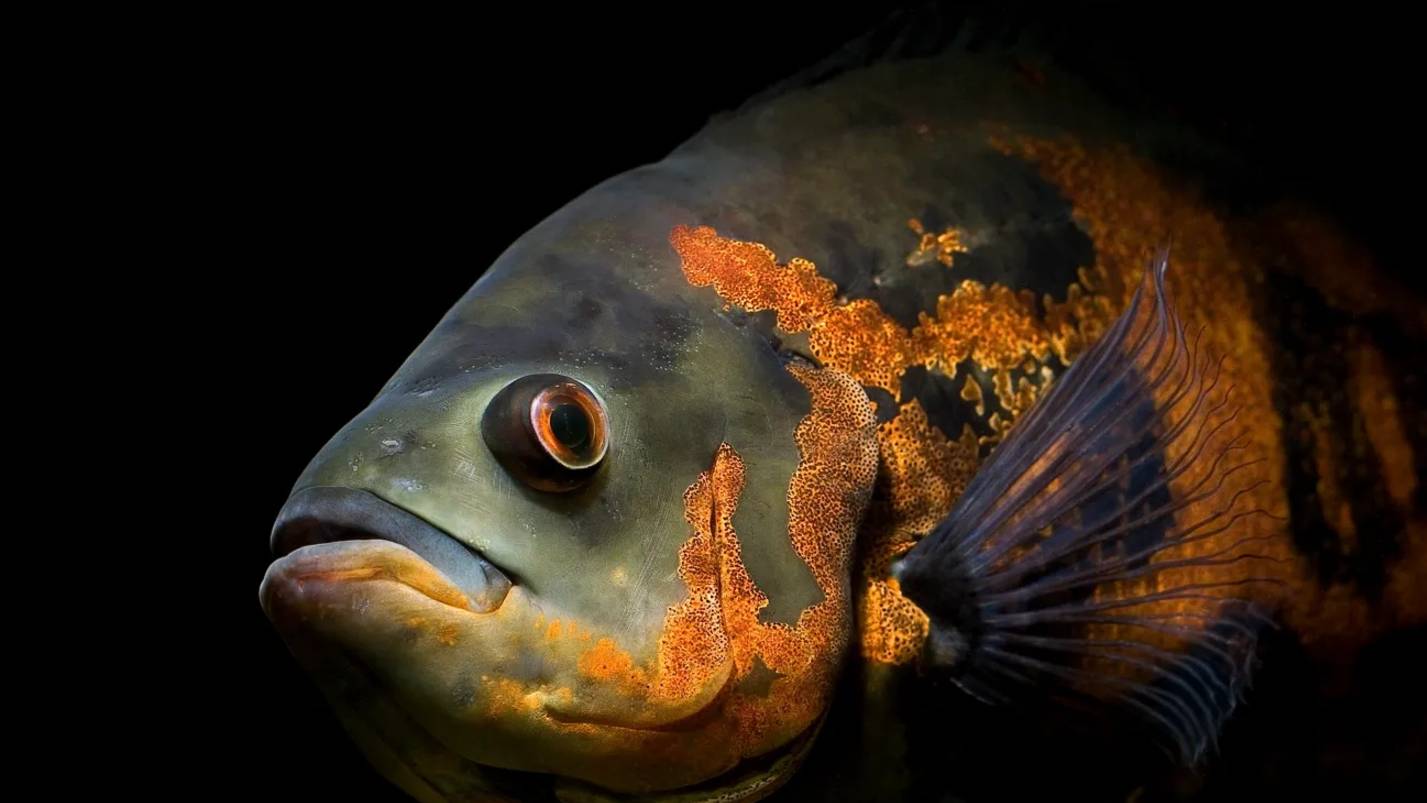 Не покупай Астронотусов, пока не посмотрел это видео! 10 вещей, которые нужно знать