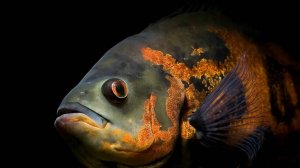 Не покупай Астронотусов, пока не посмотрел это видео! 10 вещей, которые нужно знать