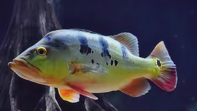 Хватит маленьких рыбок! Заведи настоящего ХИЩНИКА! 🦖