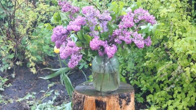 ветка сирени смотреть онлайн