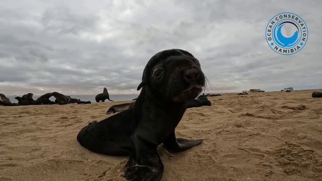 5 минут очарования милых новорожденных капских котиков - Команда OCN поздравляет с Новым годом!