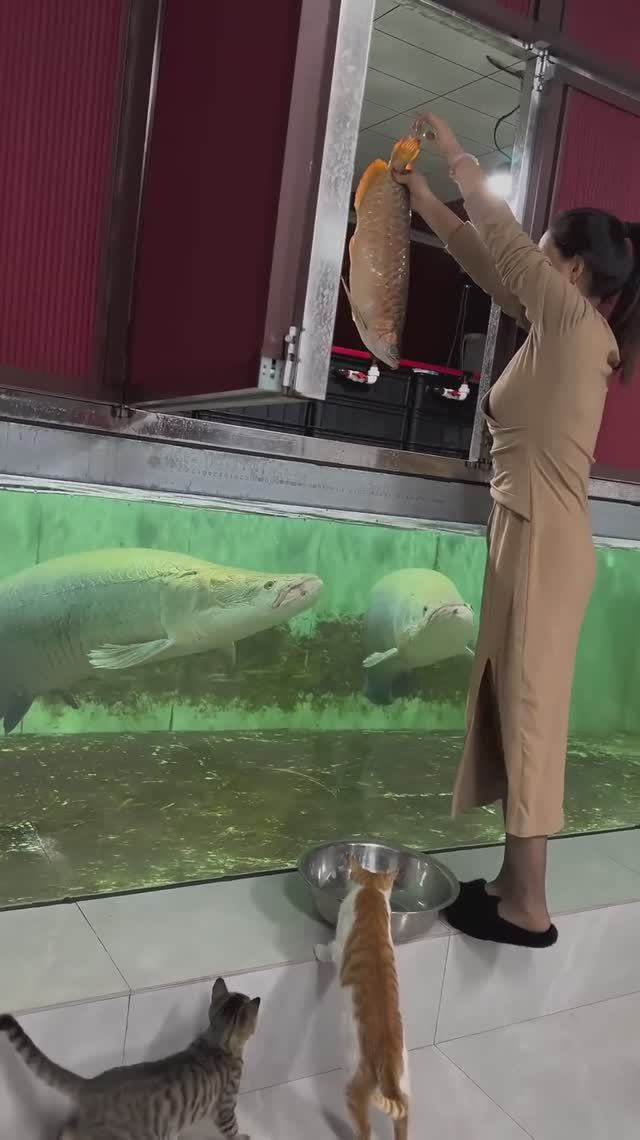 Кормление Арапаймы