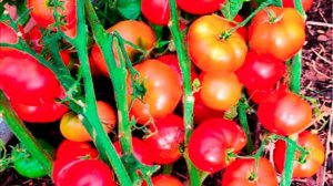 Урожай в открытом грунте 2025г. Ленинградская область