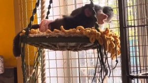 Финик ПРОСТО В ВОЗМУЩЕНИИ, почему это я отдала Анфисе ЕГО АРБУЗ