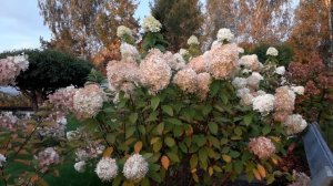 Обзор гортензий 21.09.25