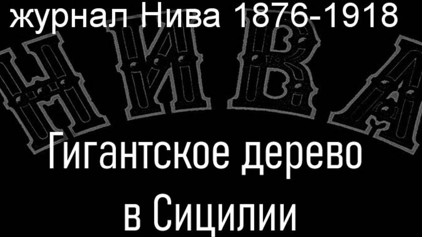 Гигантское дерево в Сицилии.Лаплант,описание журнал Нива 1876-1918 смотреть онлайн