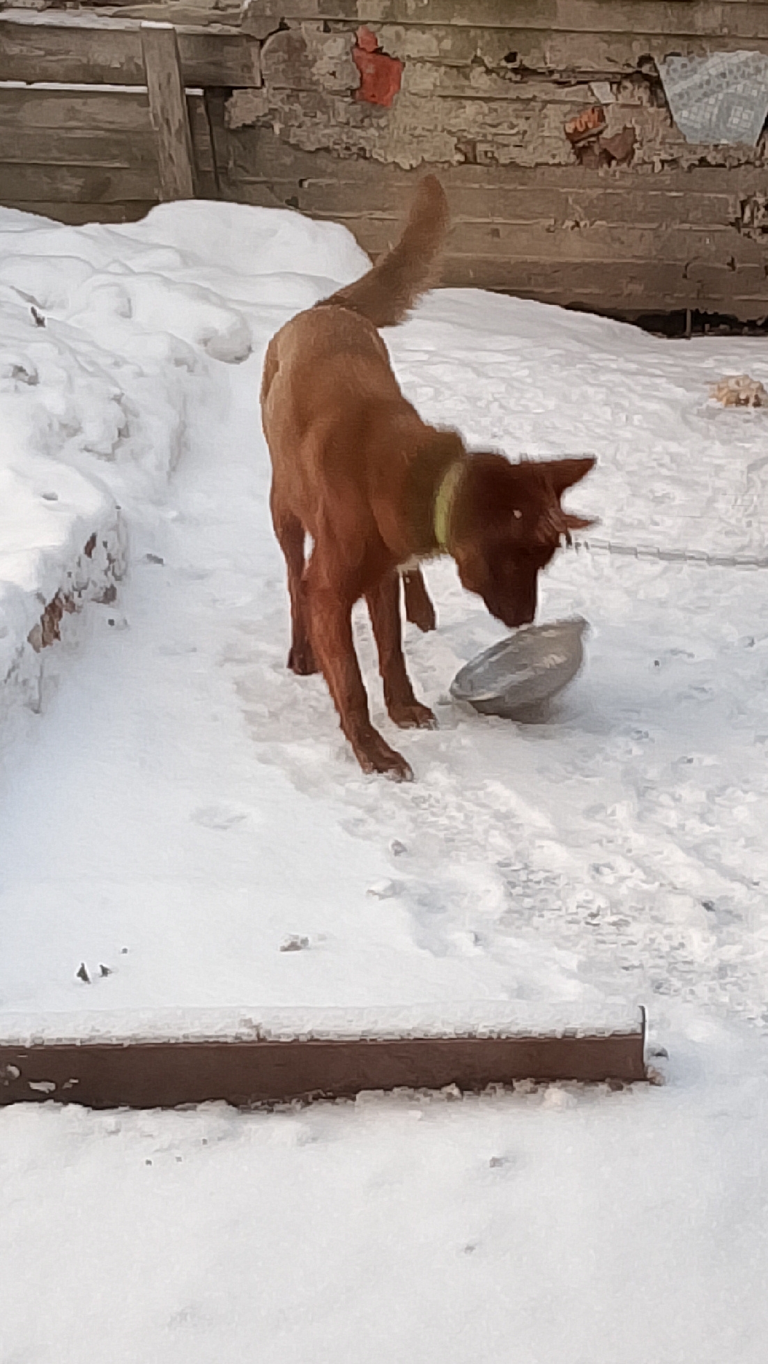 Мишка ждёт! Завтрак подавай! Не лето! Спишь, что-ли? 😃🐕 смотреть онлайн