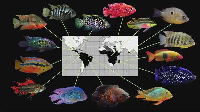 Африканские озера: Путеводитель по цихлидам Малави, Танганьики и Виктории
