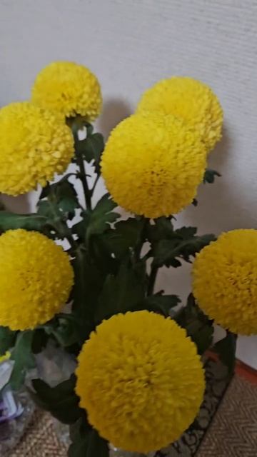 Осень наступила.....хризантемы цветут..... смотреть онлайн