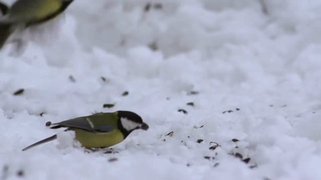 12ноября-Синичкин день смотреть онлайн