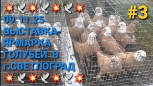 💥🕊💥 09.11.25 Птичий рынок в г.Светлоград. Выставка-ярмарка голубей. Часть 3. Pigeons Fair.