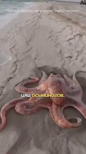 КОГДА ПОЯВИЛСЯ МОЗГ? ✅ Алипов, Никитин | Полный выпуск на канале "Глеб Соломин" #наука