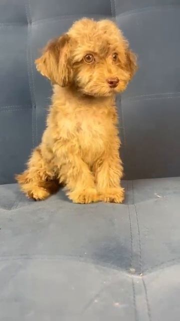 #мальтипуф2