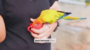 Unusual pets
