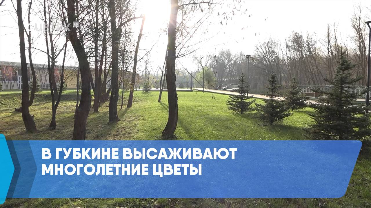 В Губкине высаживают многолетние цветы смотреть онлайн