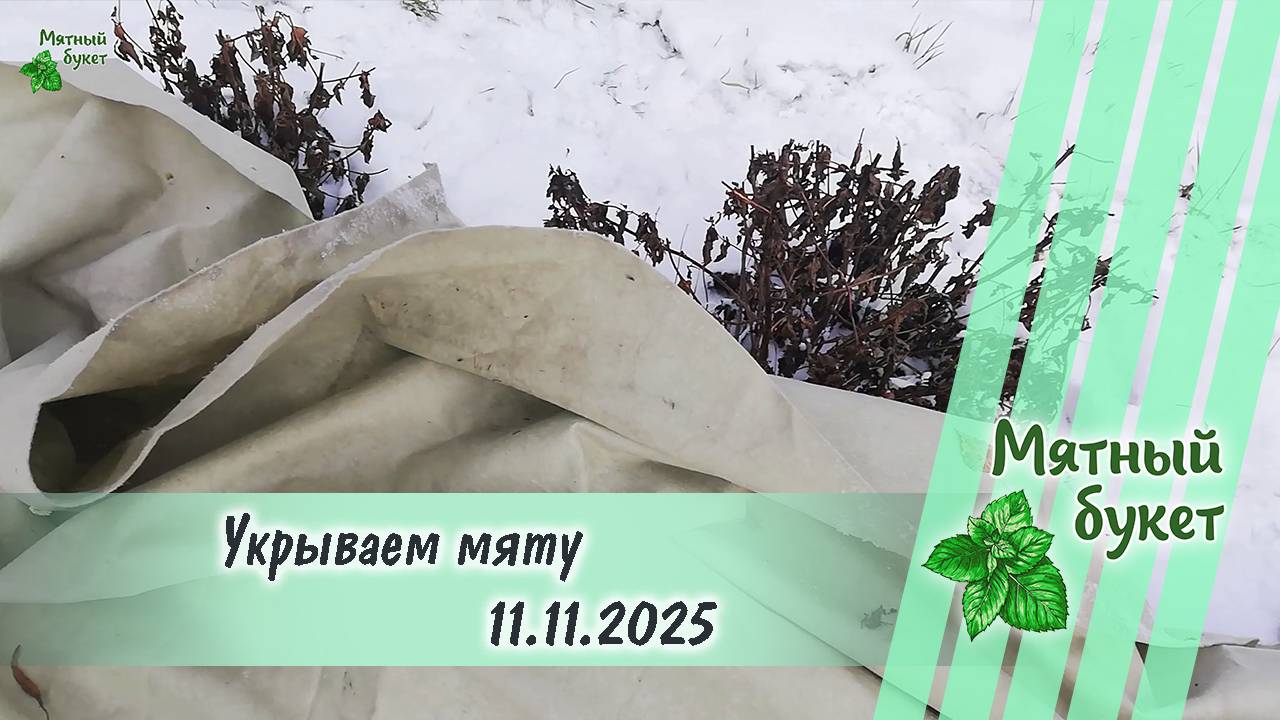 Укрываем мяту 11.11.2025