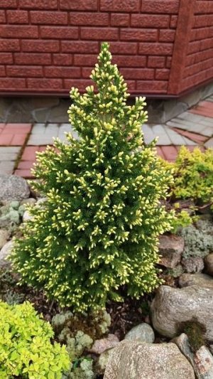 Ель канадская Коника Майголд ( Picea Conica Maigold ).