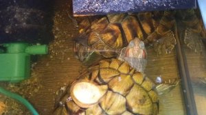 Красноухие черепахи 🐢 утро 12-11-2025