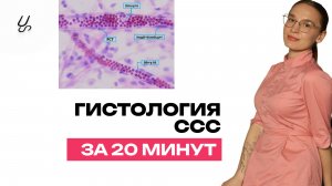 Гистология сердечно-сосудистой системы за 20 минут