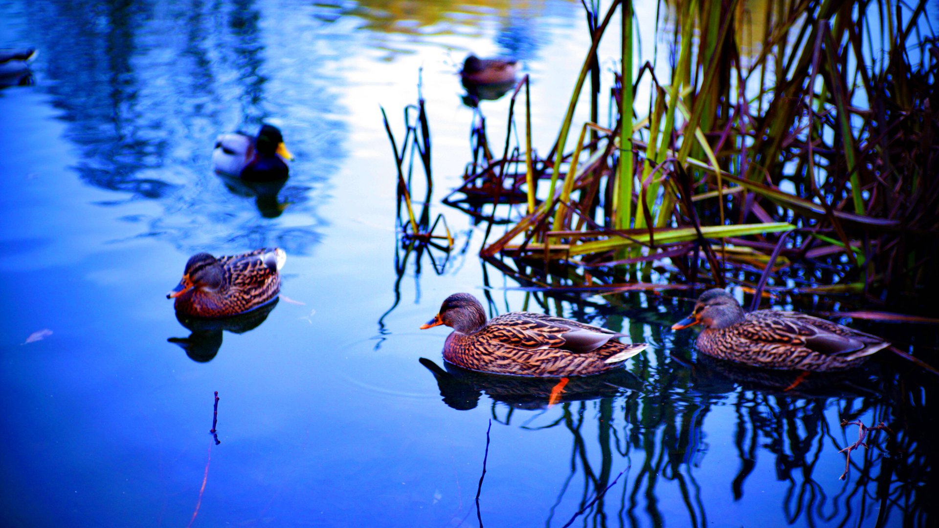 🦆 УТИНАЯ ФОТОСЕССИЯ СОСТОЯЛАСЬ! ЯВИЛИСЬ ВСЕ! ГОРОД ОРЁЛ. смотреть онлайн