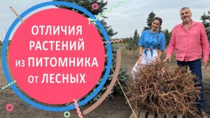 Отличия растений из питомника и из леса или за что они берут деньги?