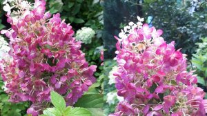 Осенняя обрезка метельчатых гортензий. Строберри Блоссом, Би Хэппи, Меджикал Фаер, Ангел Блаш.