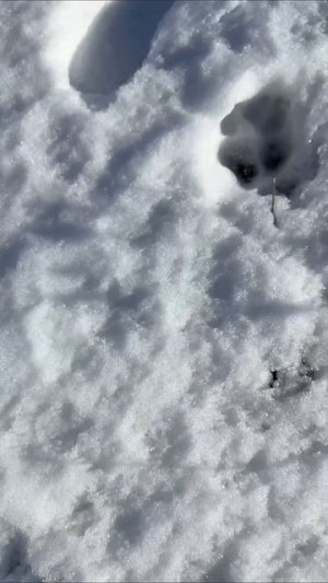 встретили медведя 😱