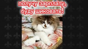 Кошки с озвучкой.