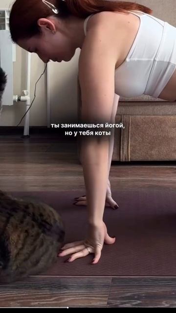 Котики. смотреть онлайн