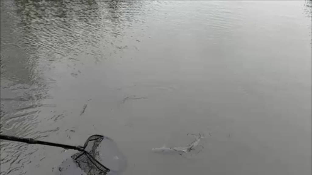 На "крымском" поклёвок больше. Клёвое место, Лосиный остров, спорт-зона. смотреть онлайн