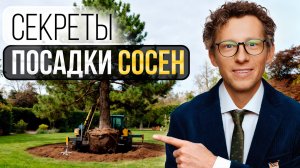 Как профессионалы сажают СОСНЫ: от деревьев за 20 тысяч рублей до гигантов за миллионы