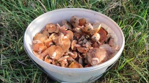 Сбор грибов в Крыму 2025, рыжики найдены