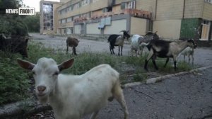 «Непокоренный». Документальный проект NewsFront׃ «Донбасс На линии огня»