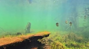 Бразилия: Аквариумные рыбы в дикой природе Амазонки ЧАСТЬ 1