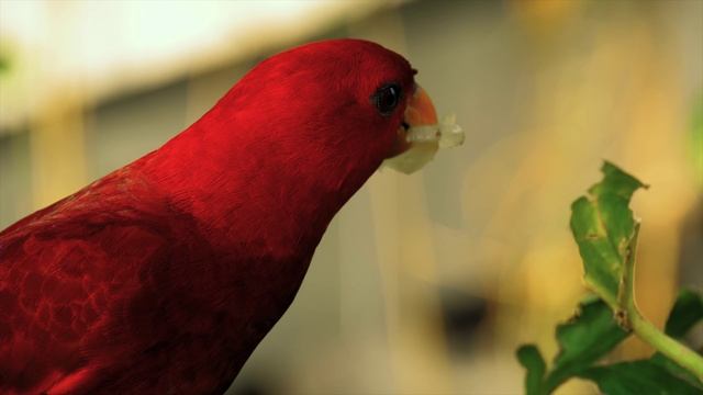 Дикая природа 4К 8К Full HD ультра (Wildlife 4K 8K Full HD Ultra) смотреть онлайн